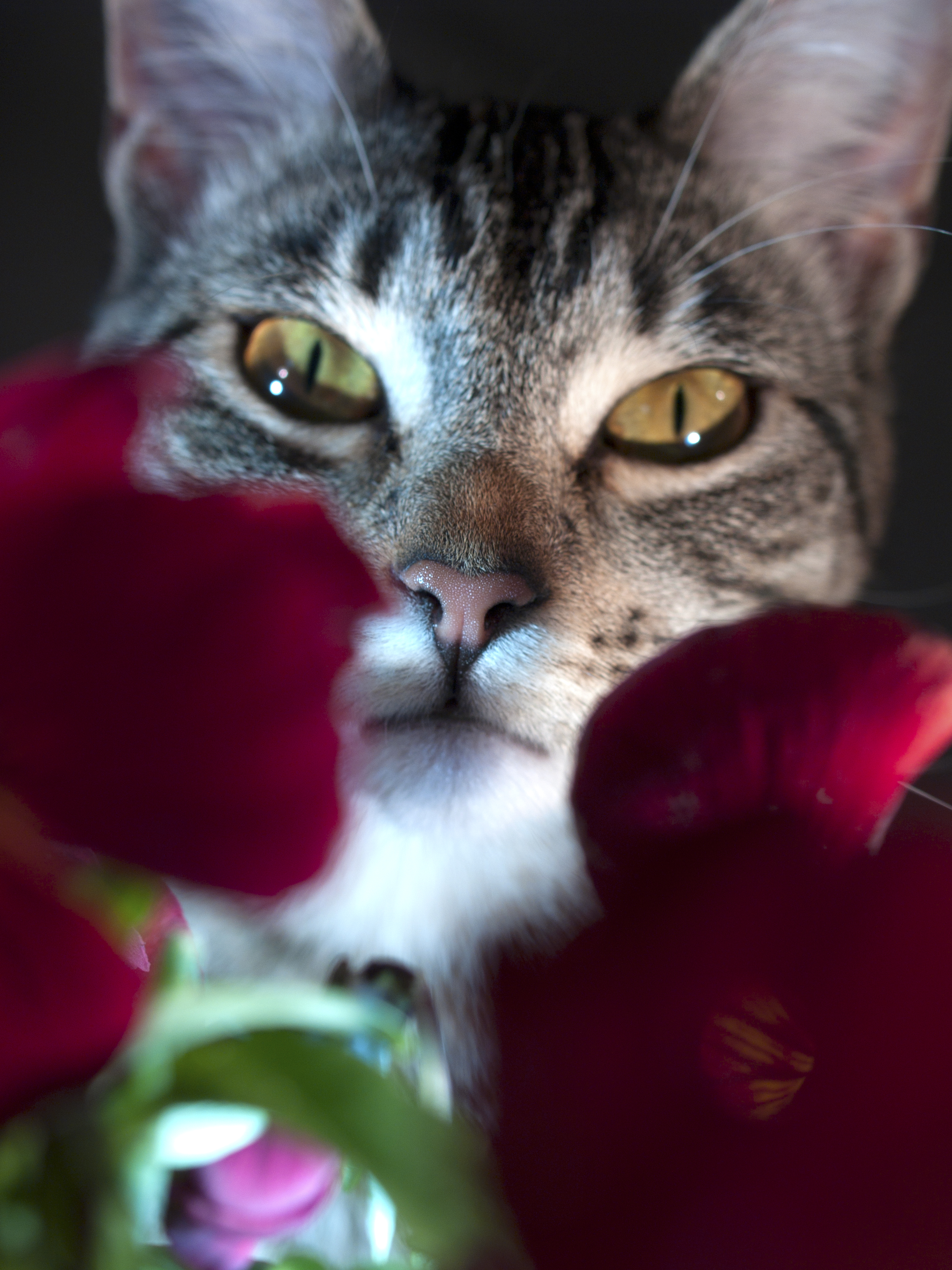 Cat staring through some flowers